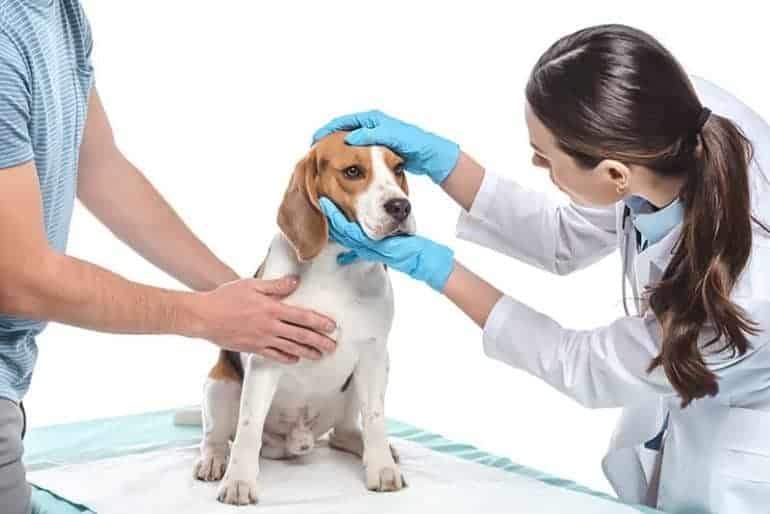 Abiotrofia móżdżku u psa leczenie