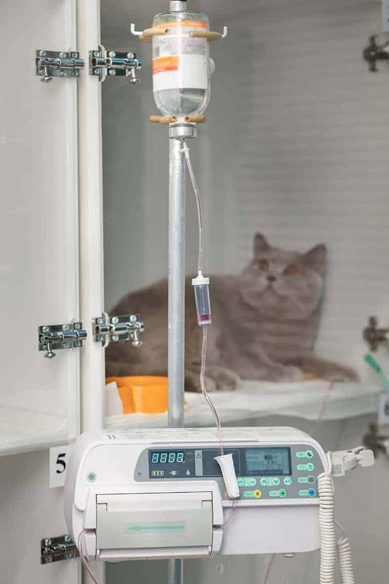 Bezpłodność u kota leczenie