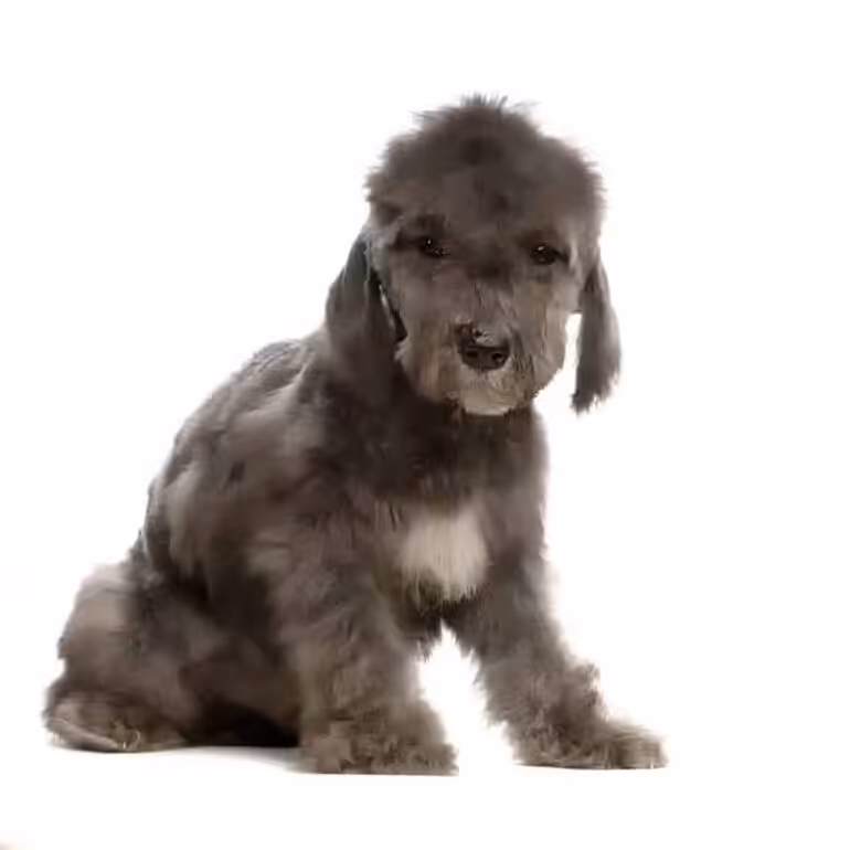 Bedlington terrier pielęgnacja