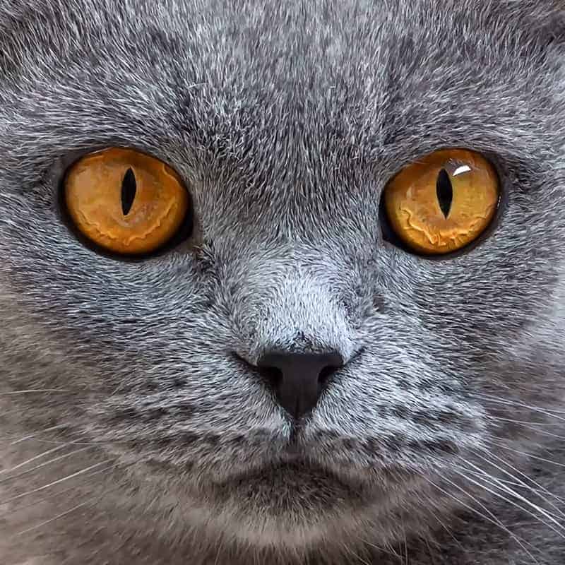 Świecące oczy kota