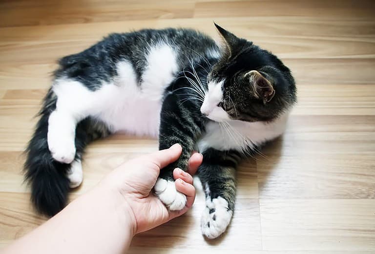 Jak koty odczuwają dotyk?