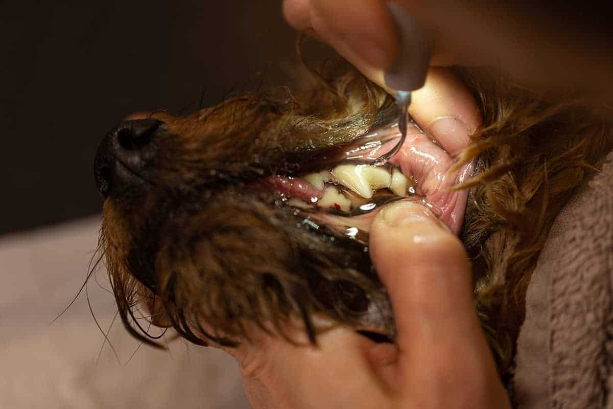 Dlaczego psu śmierdzi z pyska: przyczyny i postępowanie ⋆ Co w Sierści Piszczy
