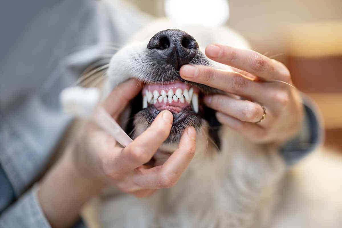 Leczenie halitozy u psa
