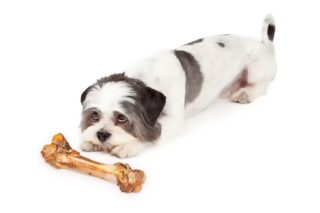 Czy pies może jeść kości