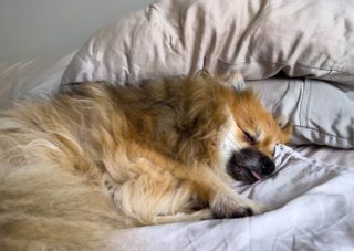 Jak oduczyć psa spania w łóżku