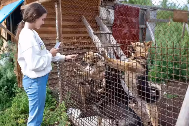 Wolontariat w schronisku