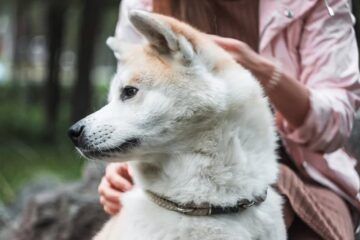 Sierść psa: warstwy, budowa funkcje [lek wet Katarzyna Hołownia-Olszak]